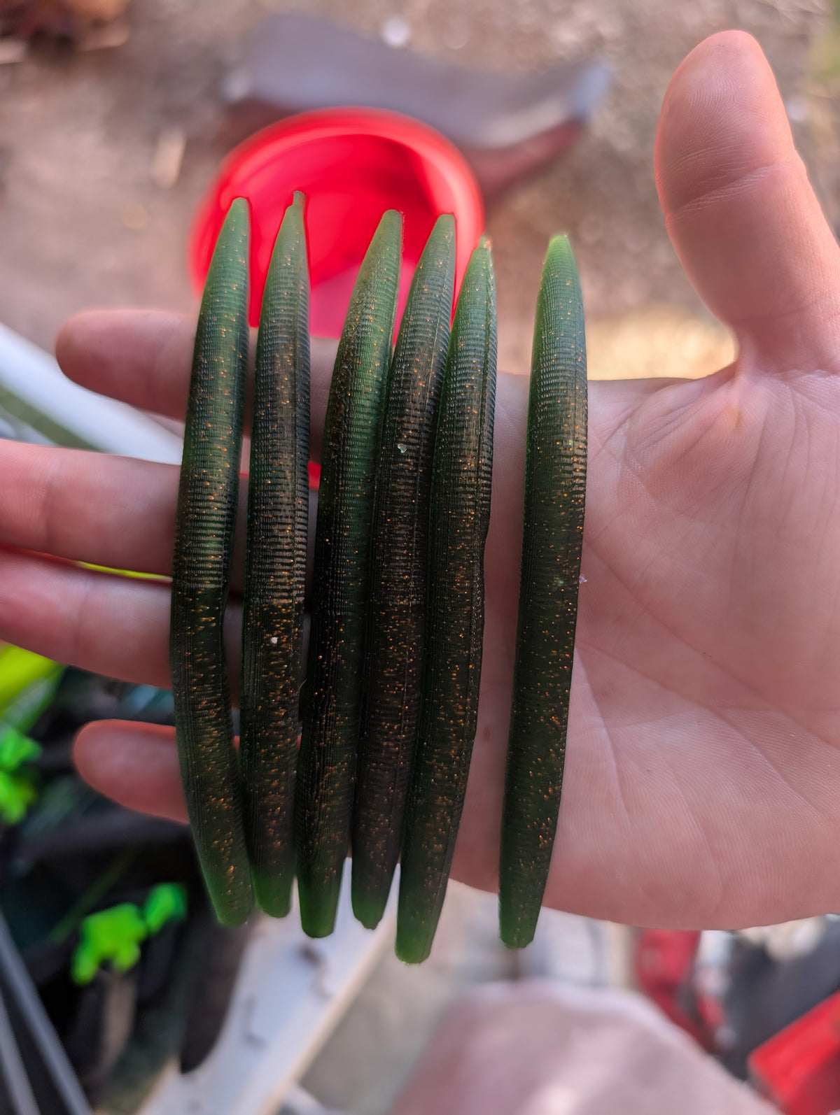 Deadfall – 5" Stick Baits | Lost Water Baits